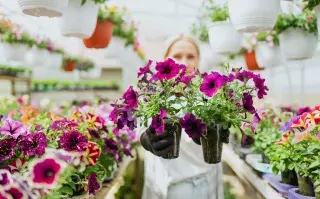 Plantas de agosto: estas son las flores ideales para preparar el jardín para la primavera Mujer sosteniendo plantas de petunias
