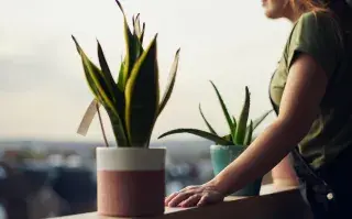 Planta de hoja de suegra sobre un balcón