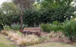 Jardín antiestrés: 5 plantas resistentes que casi no necesitan cuidados Nassella Tenuissima es una de nuestras gramíneas más nobles, tolera el sol, es rústica y lo mejor de todo es que mantiene largos periodos de floración dorada