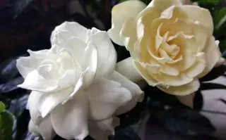 Crece hasta un metro y perfuma toda la casa: la planta ideal para balcones gardenia para el balcon