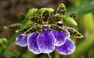 Feria de orquídeas en Palermo: un plan gratis para el fin de semana largo Zygopetalum orquídeas