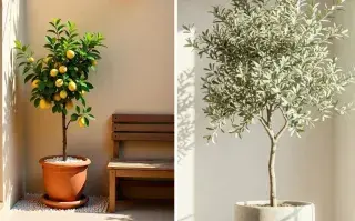 3 árboles aromáticos ideales para macetas: son fáciles de cuidar y decoran El limonero y el olivo son arboles ideales para macetas