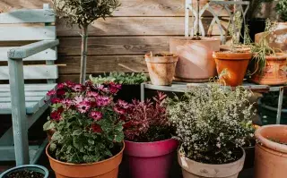 Foto de plantas.