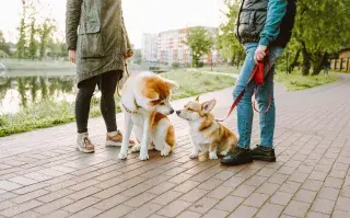 la gente saca a pasear sus perros
