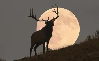 luna llena del cazador