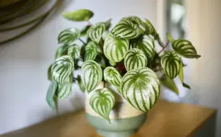 peperomia