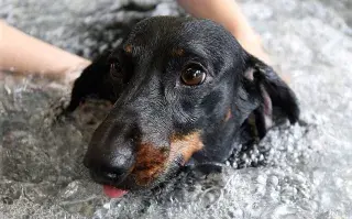 De reiki a astrología: 10 servicios para mascotas que no conocías mascotas