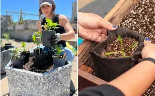 huerta en casa