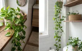 PLANTAS COLGANTES EN EL BAÑO