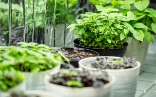 Foto de plantas.