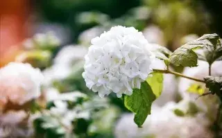 viburno planta primavera