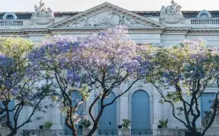 Primavera en Buenos Aires: 5 árboles que florecen y dónde verlos en la ciudad jacaracndás en caba