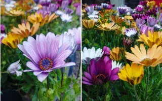 flores margaritas colores