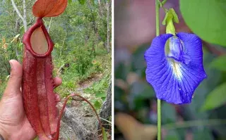 Díptico de flores con forma de genitales masculinos y femeninos