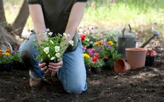 Cinco plantas que podés sembrar en septiembre y tener llenas de flores en primavera Foto de mujer plantando.