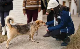 La aplicación para mascotas de Daniela Elia- Firulapp