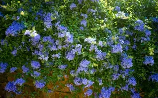 Parece un jazmín pero es más fácil de cuidar e ideal para el verano Jazmín azul o celestina