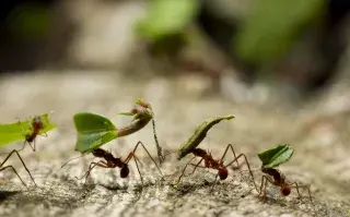 hormiga come plantas