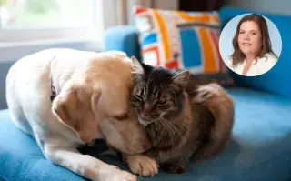 un gato y un perro en el sillón mimosos