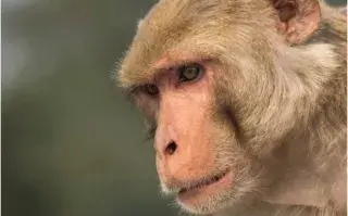 Qué es la viruela del mono, una infección que acaba de aparecer en Qué es la viruela del mono, que acaba de aparecer en Reino Unido y Portugal