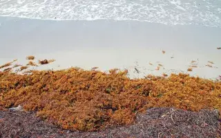 Sargazo. El problema ambiental que cuesta millones de dólares y no se resuelve TMSUECOMUNHU5CNKAFALZRWVD4.jpg