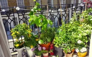¿Qué plantas son para balcón? Así podés armar un jardín con flores ¡Ponele onda a tu balcón con plantas de muchos colores y flores!