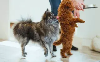 Qué alimentos son dañinos para tus mascotas
