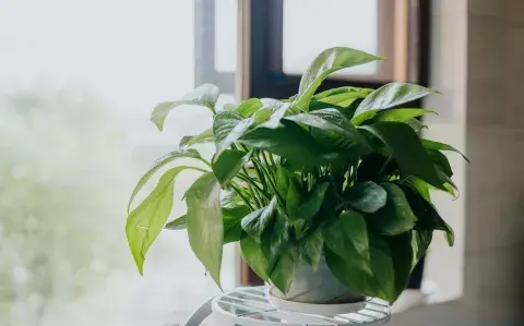 5 plantas de interior para mejorar la energía de tu casa