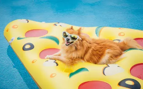 Cómo cuidar a las mascotas del calor