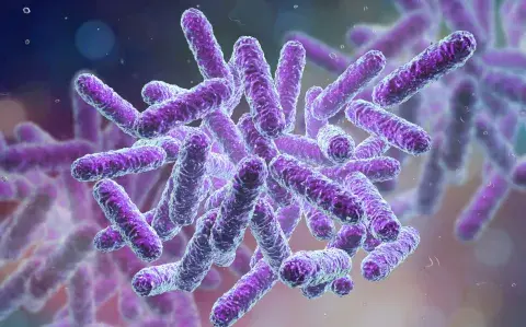 Shigella: ¿qué es y cuáles son los síntomas?