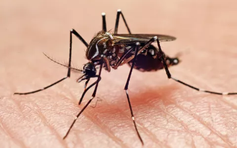 Un médico neurólogo alerta sobre las secuelas que quedarían por el dengue