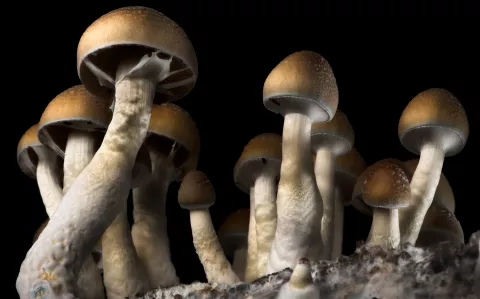 Microdosis de hongos: ¿en qué consiste?