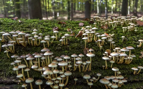 Fungi: por qué los hongos son esenciales en la lucha contra el cambio climático