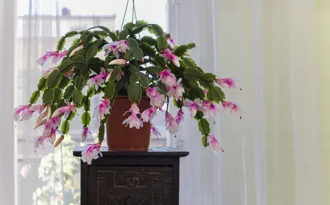 5 suculentas para tener flores durante todo el año