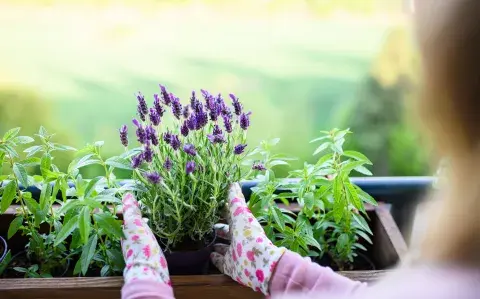 El truco para reproducir la lavanda en agua: ¡vas a tener cientos de aromáticas!