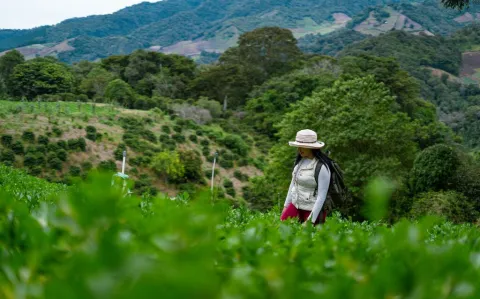 Esta es la ruta del café en Panamá, un paisaje cautivante todo el año