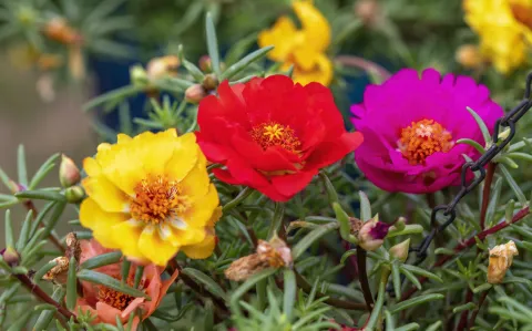 5 plantas ideales para cultivar en épocas de calor