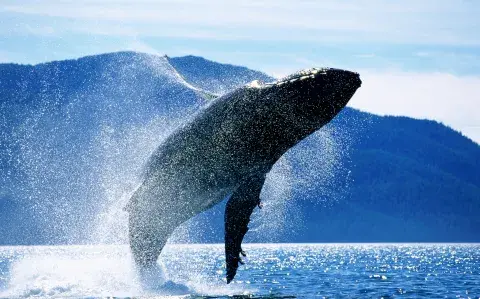 Las ballenas están en peligro de extinción: ¿qué podemos hacer para salvarlas? Las ballenas están en peligro de extinción: ¿qué podemos hacer para salvarlas?