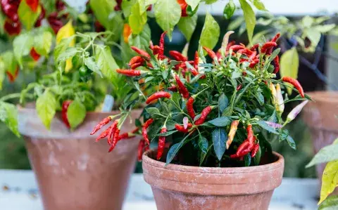 Pimientos ornamentales, las plantas más chic del verano