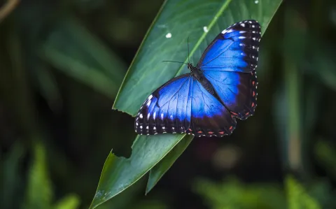 4 plantas trepadoras 🦋 para llenar tu jardín de mariposas