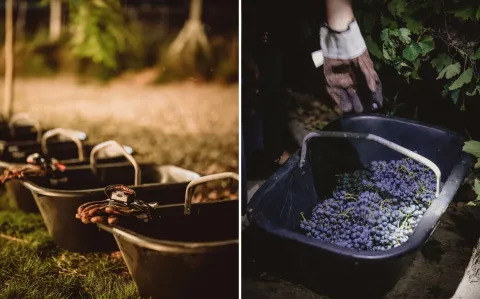 Vendimia 2024: 4 experiencias únicas para los amantes del vino argentino