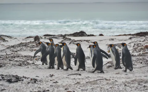 Viajar a las Islas Malvinas: 5 lugares que tenés que visitar si vas