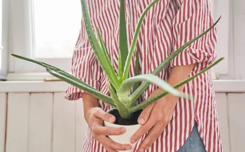 Aloe vera: los 3 lugares donde deberías poner la planta para llamar a la abundancia