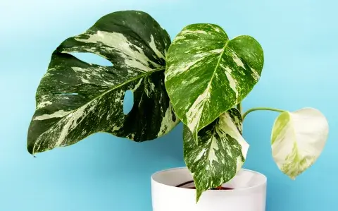 Monstera deliciosa: lo que tenés que saber sobre la planta tendencia de Tik Tok 