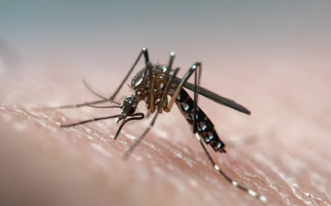 Wolbachia: así funciona el método con el que Colombia eliminó al dengue