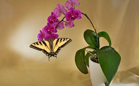 3 plantas de interior para atraer colibríes y mariposas