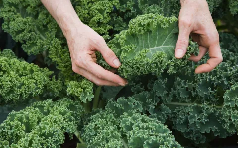 Kale: todos los beneficios de este superalimento ideal para tu alimentación