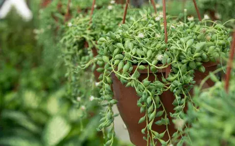 Esta es la suculenta ideal para los balcones: cambia de color y florece en otoño