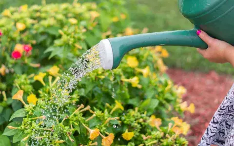 Agua oxigenada: ¿está recomendado su uso para cuidar las plantas del jardín?