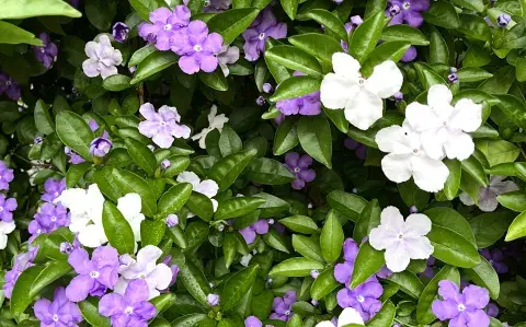 Este es el árbol ideal para perfumar tu balcón